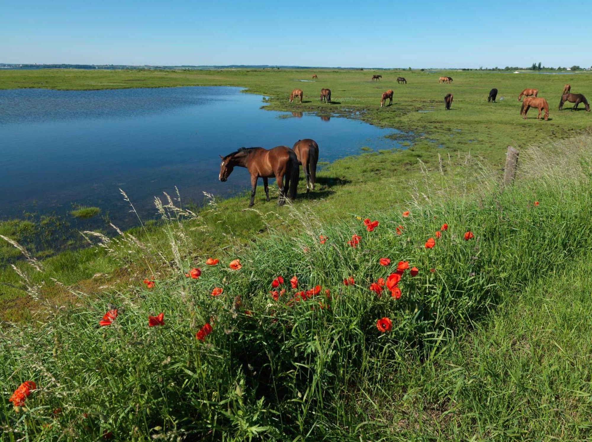 Gollwitzer Park Oase Apartment Insel Poel Luaran gambar